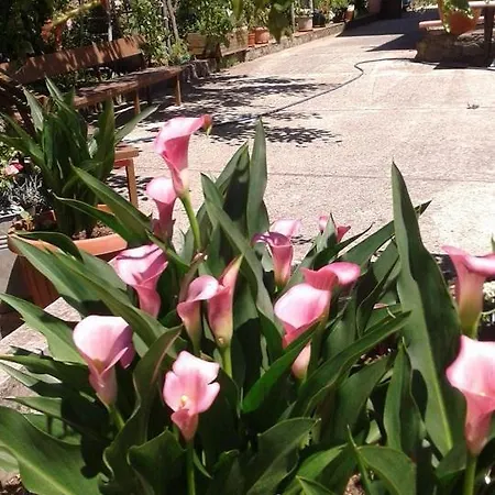 Bed & Breakfast Passo Del Falco *